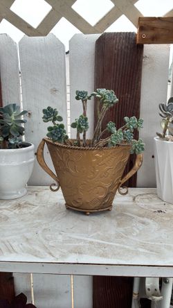 Potted succulent