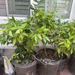 Fruit Plant