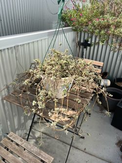 Hanging Basket Plant