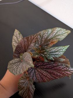Begonia pink polkadot rooted cuttings