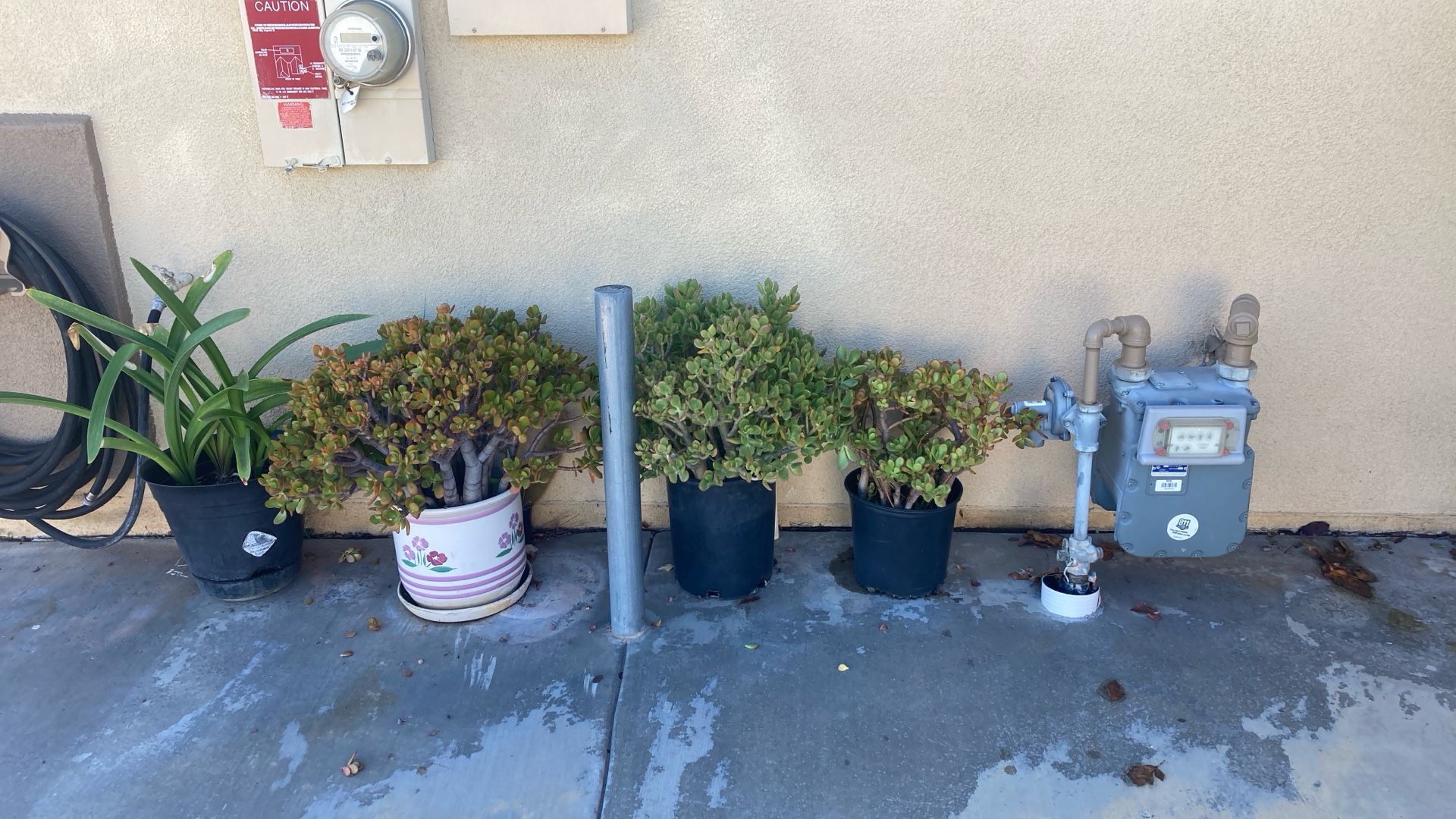 3 Potted Jade Plants