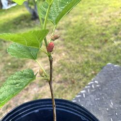 Mulberry Plant