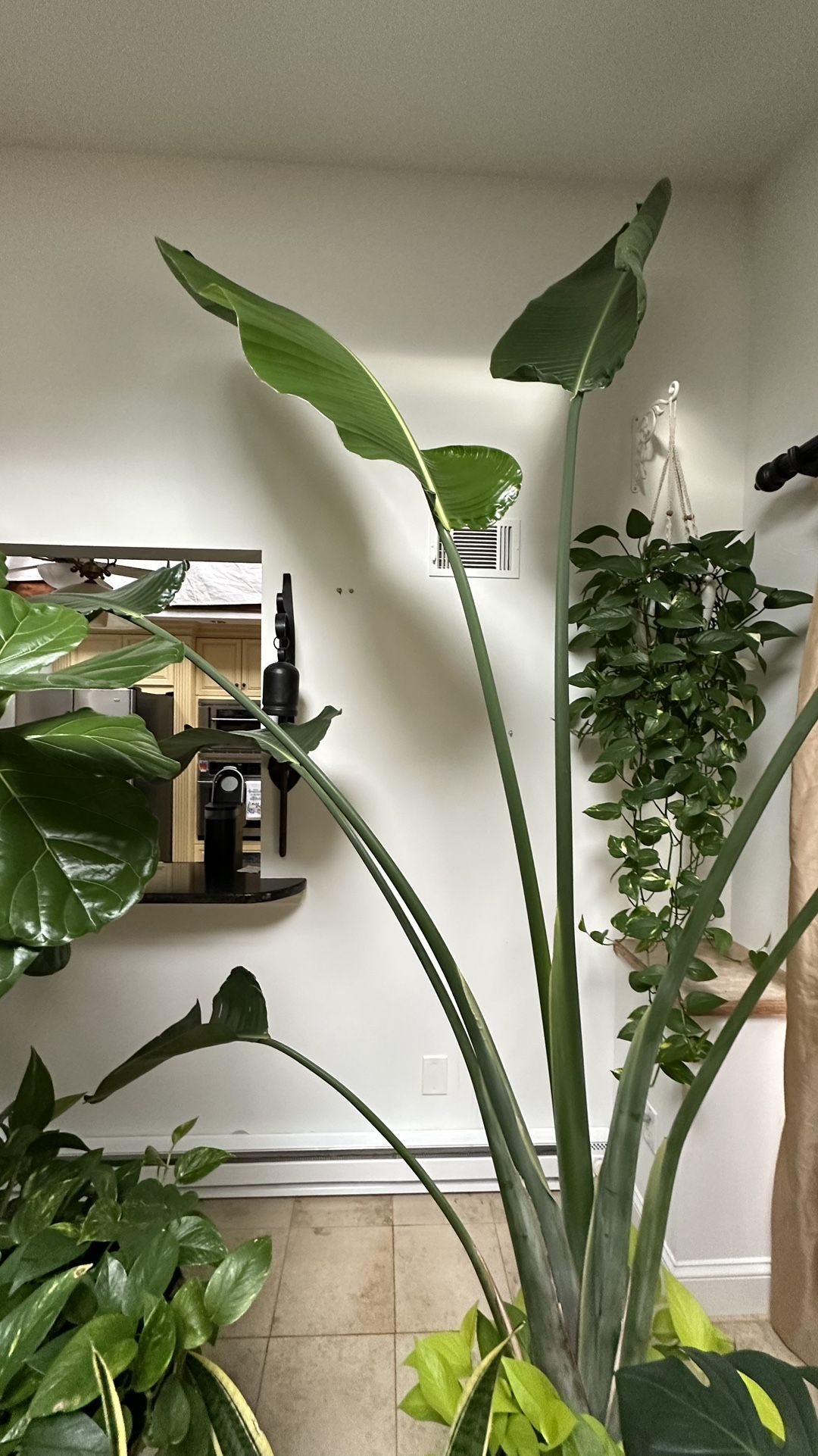 Beautiful Giant Bird of Paradise (Strelitzia Nicolai) 🌿