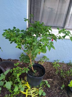 7gal Scorpion Pepper Plant.
