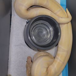 Reptile Decor