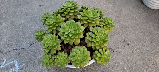 succulent plant