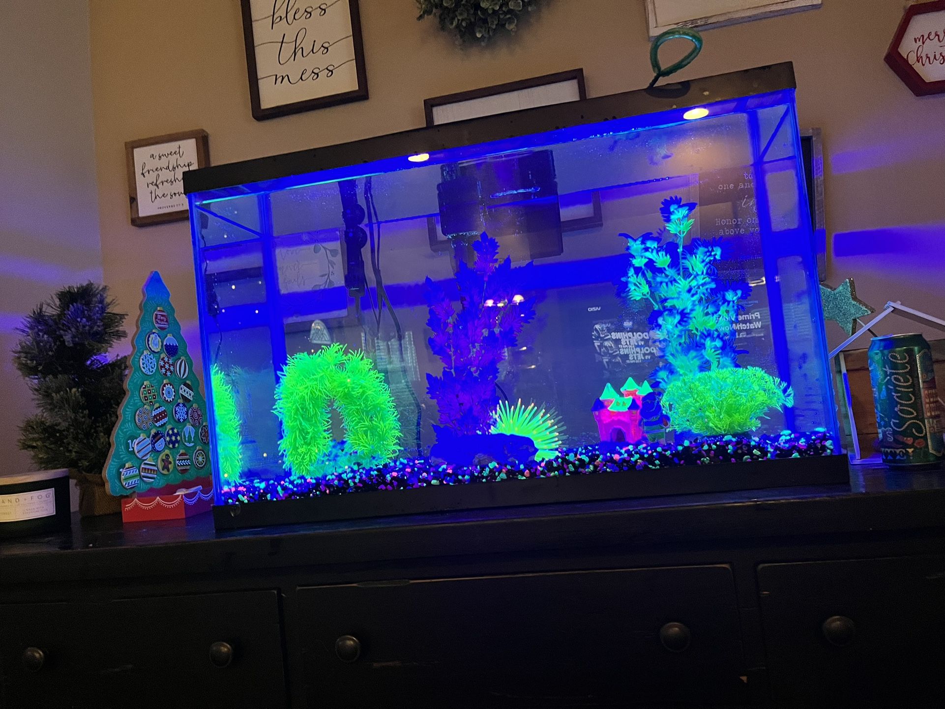 Complete Glofish And 29 Gallon Tank Setup