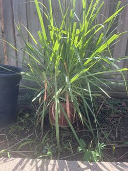 Lemon Grass Plant