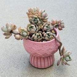 Succulents plants 🪴 
