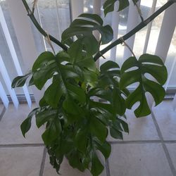 Monstera Plant