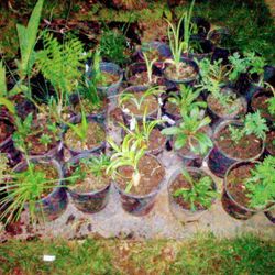 Easter Special Plants/ Flowers 