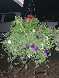 Geranium mix hanging baskets