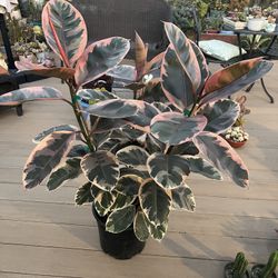 Very large  Ruby Ficus, live Plant in a 10” nursery pot. ✔️ profile for more 🪴
