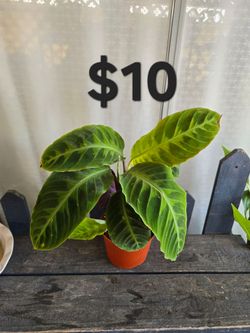 Calathea Jungle Velvet