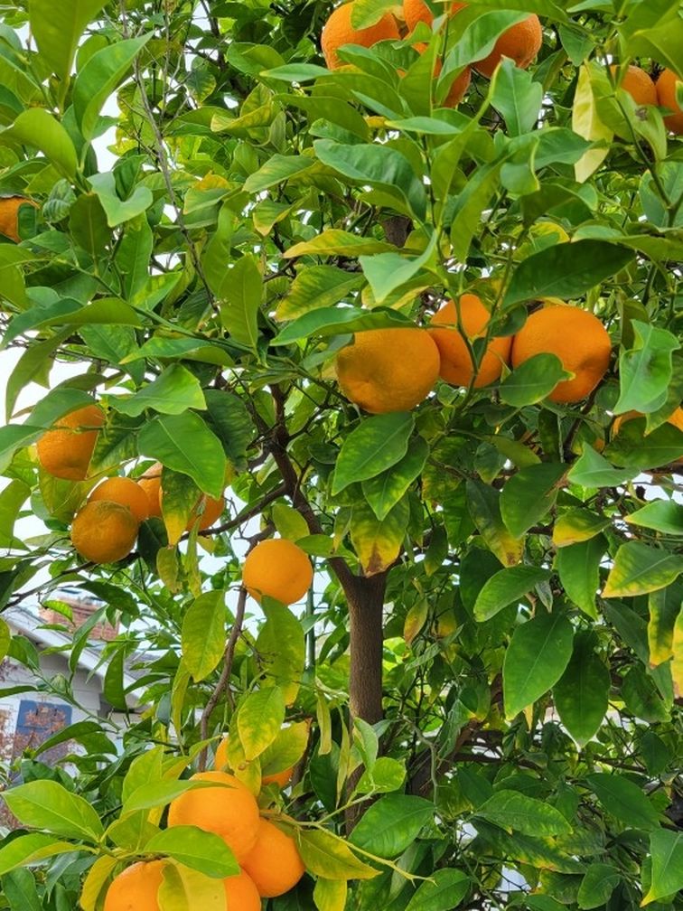Sour Orange & Meyer Lemon Trees