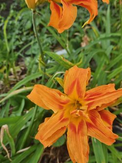 Orange Daylily