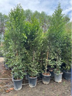 Carolina Cherry 15 gal (12 ft+ in pot)
