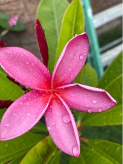 Pink Plumeria with Blooms