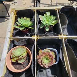 Succulents