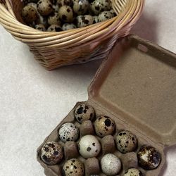 Quail 🥚 