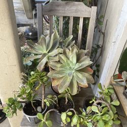 🌵🌵🌵Plants Sale Everything Must Go!🌱🌱🌱