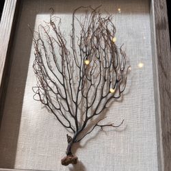 Preserved Sea Fan 
