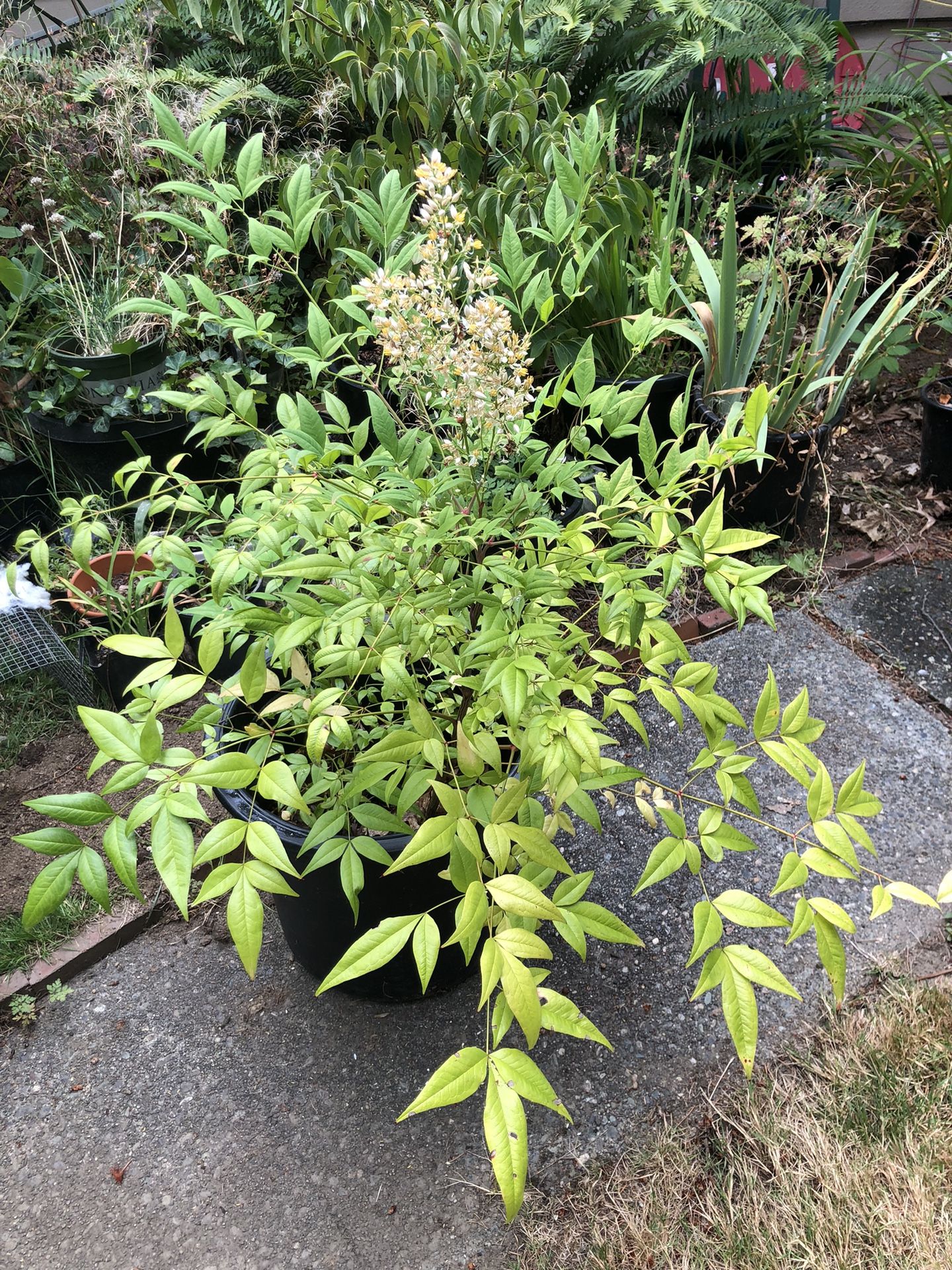 Heavenly Bamboo With Flowers