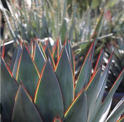 Blue Glow Agave - 5 Gallon