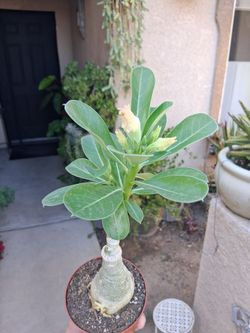 Dessert Rose Plant $30