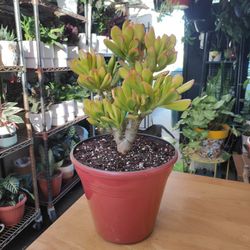 Shrek Eras Jade Plant 