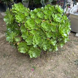 Big Aeonium Plant