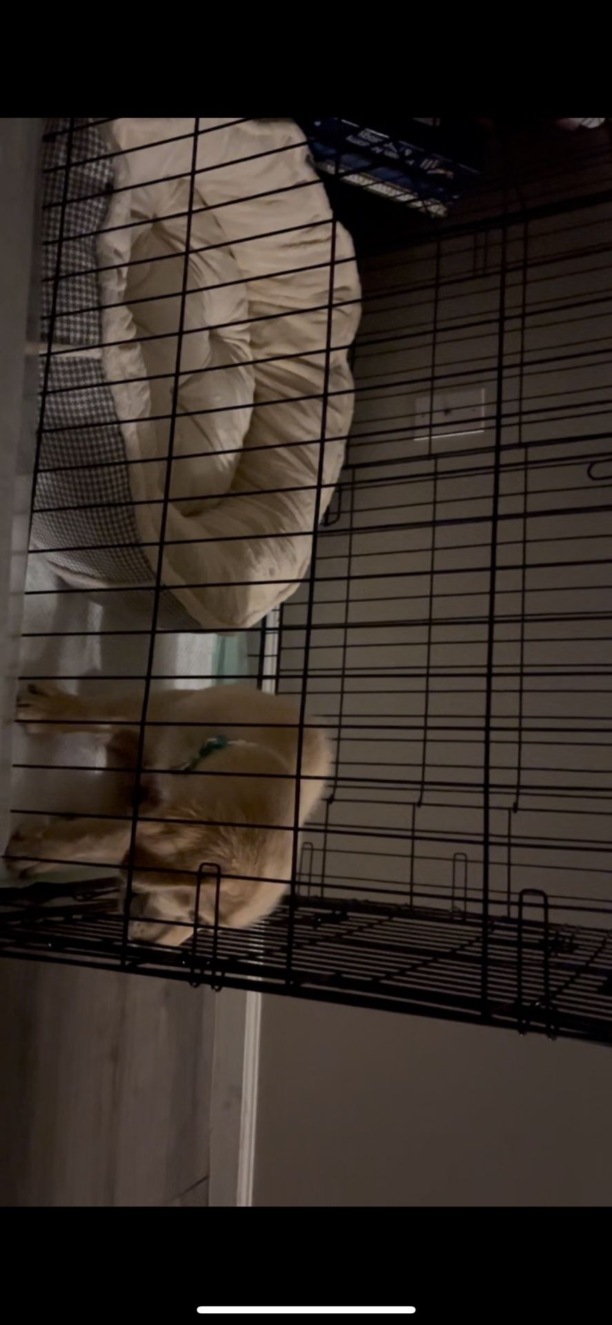 Dog Kennel