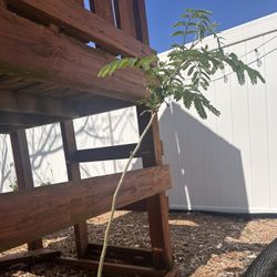 Young Mimosa Tree