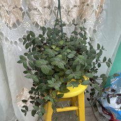 Baby bunny 🐰 plant 🪴