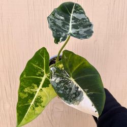 4” Variegated Alocasia Frydek