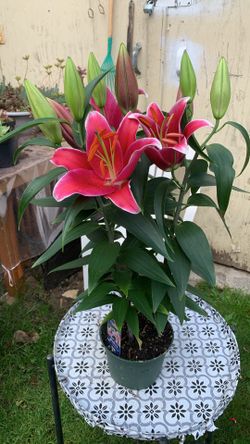 Outdoor Plant