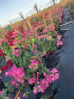 Bougainvillea Trellis Flower pink
