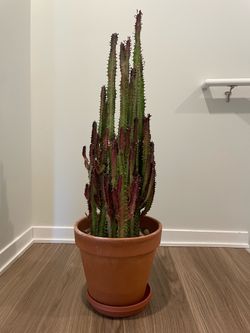 Euphorbia rubra cactus - $250