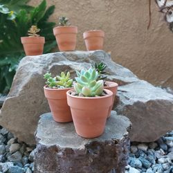 Mini succulent favors 