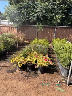 Bougainville variegated 5 gallons pink