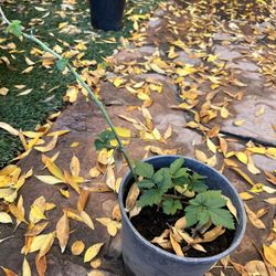 Raspberry Plants In Gallon Pot