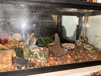Large Glass Reptile or Fish Tank with Decor