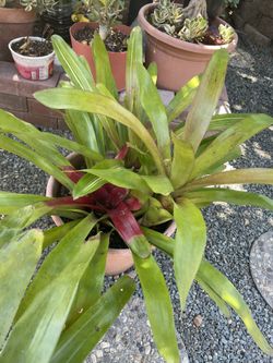 Plants