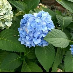 Nikko Blue Hydrangea Plant 