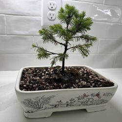 Dwarf Alberta spruce bonsai