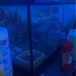 Reptile Tank