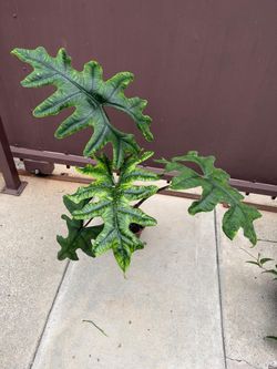 6” alocasia jacklyn