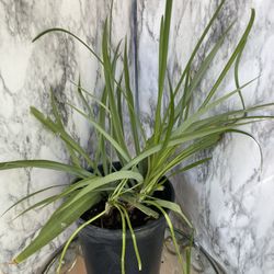 HERMOSAS PLANTAS NATURALES “ARAÑA PLANT 