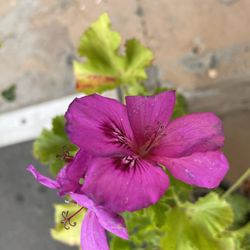 Pelargonium Grandiflorum Willd Plant