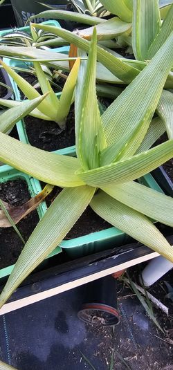 Deiltoideonta RARE ALOE